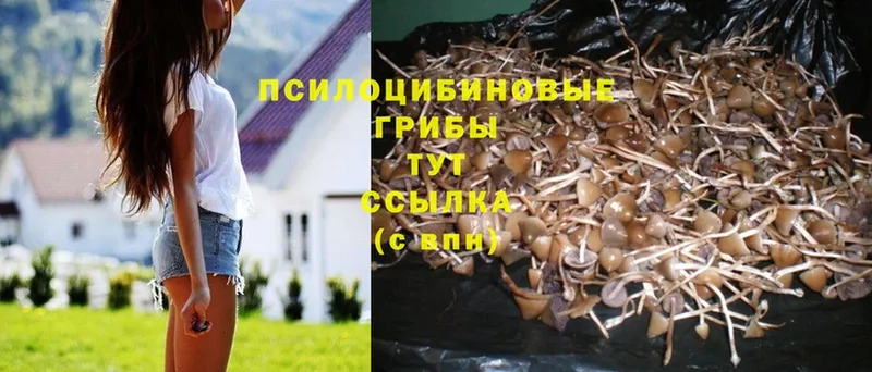 Псилоцибиновые грибы Psilocybe  kraken ONION  Белорецк 