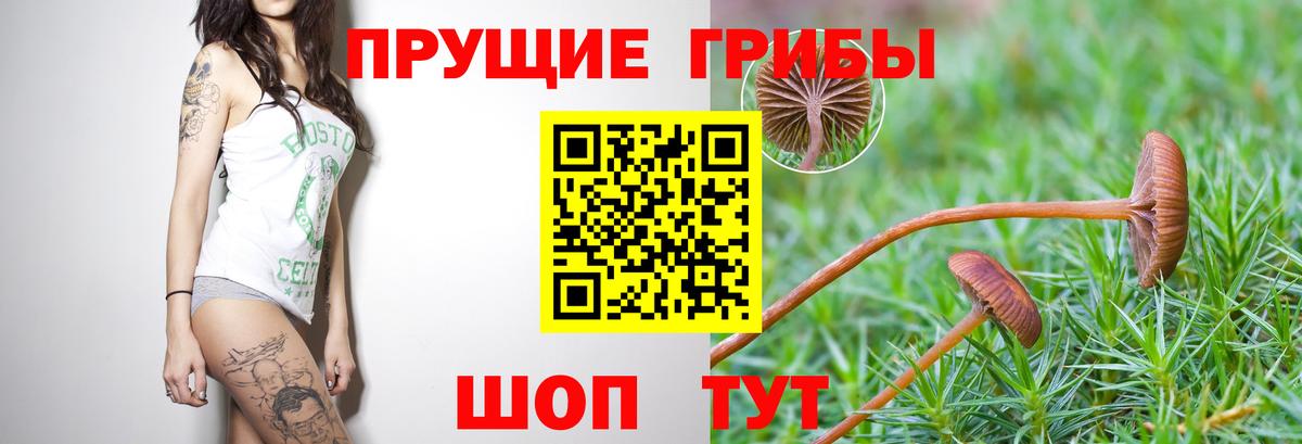 Псилоцибиновые грибы Cubensis Белорецк